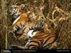 bengal-tigers-two-cubs.jpg